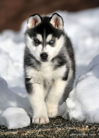 Sibírsky Husky