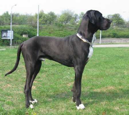 Nemecká doga
