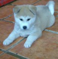 /album/fotogaleria/akita-inu-puppies-2-jpg/