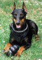 /album/fotogaleria/doberman-pinscher-14-jpg/
