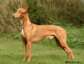 /album/fotogaleria/faraonsky-chrt-7-igallery-image0000012-640x480-gif/
