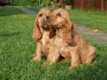 /album/fotogaleria/kokrspaniel-jpg/